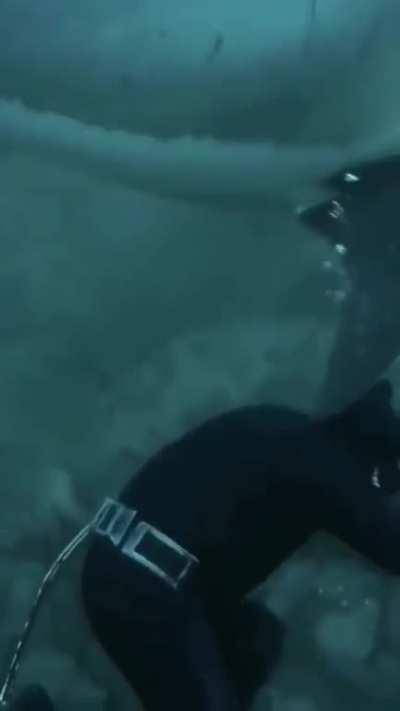 A close encounter with a shark