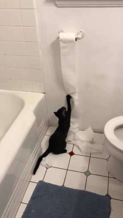 What are you doing, cat?