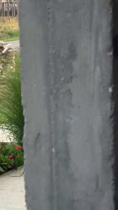 I caught a fox in front of my home!