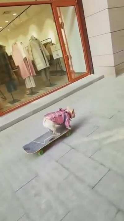 Frenchie cruising around the town