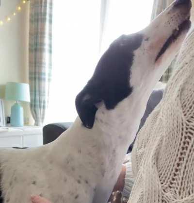 Spring loaded ears and chitters