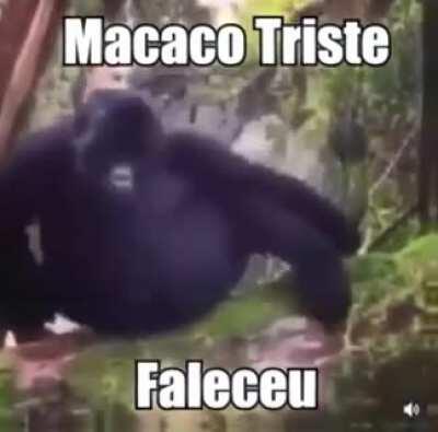 O macaco tá triste 😔😭