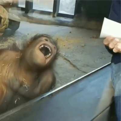 Invest in monkey laughing its ass off