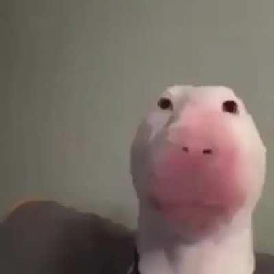 bruh momento numero 4335353