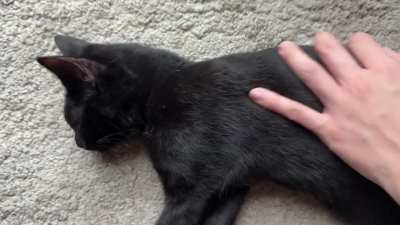 Purr purr purr