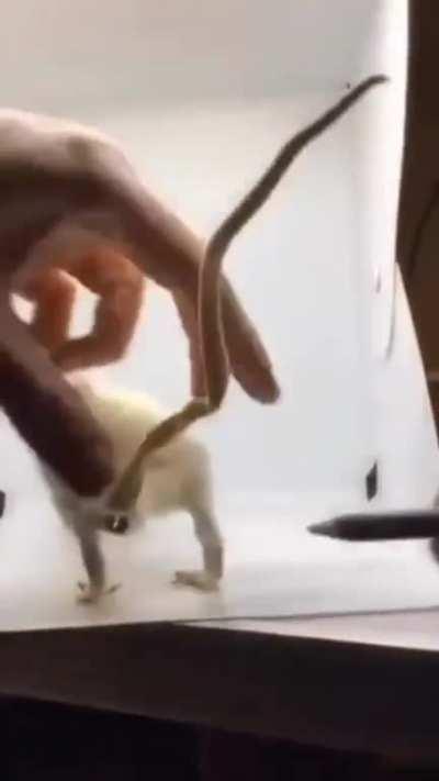 Omg I need one of these