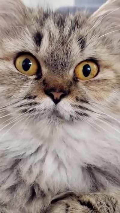 my cats reaction on her own voice recording 😂❤