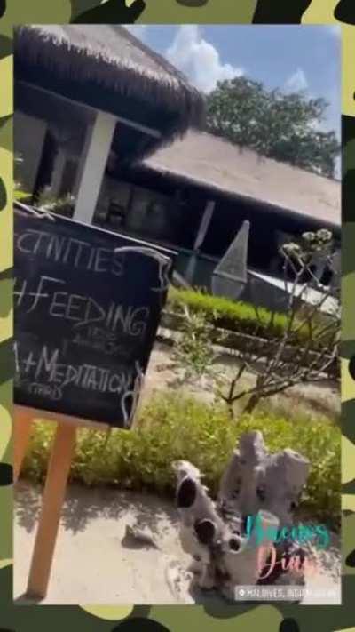 Ainett Stephens - Bombastica in bikini