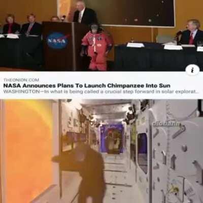 🌞🦍MONO SOL🦍🌞