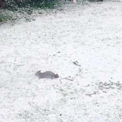 Our garden fox was so excited about the snow today that she turned into a slug