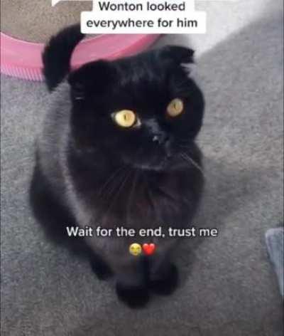 A Tale of Two Kitties