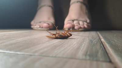Goddess versus insect - pt. 1, meet the feet of your life's owner 
