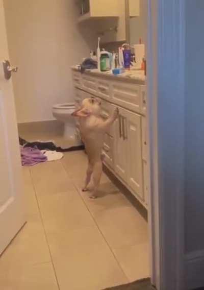 This gremlin has the same body type as Danny Devito and he skipped leg day.