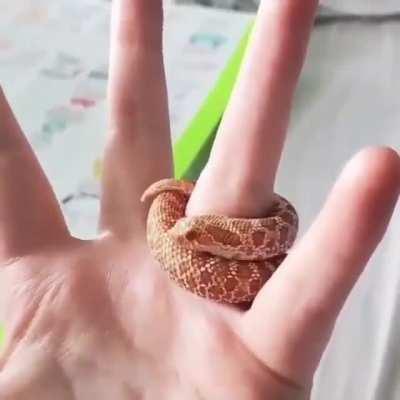 Cute snake ring..