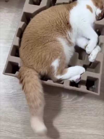 Purrfectly fitting box