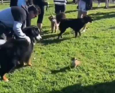 Hanging with the big dogs.