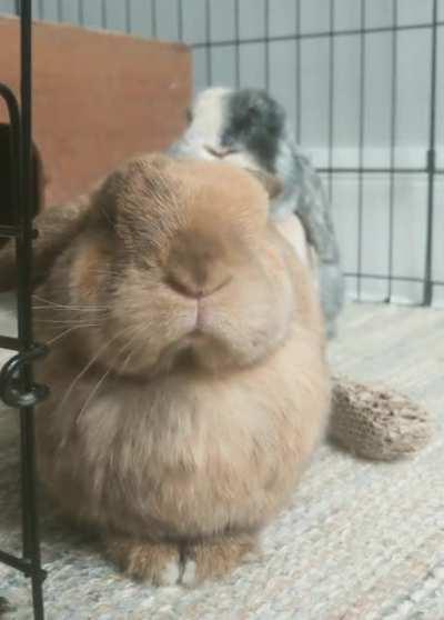 They love when it's warm enough to bring out the fan.