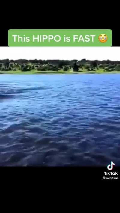 if you didn’t know, hippos are VERY strong and VERY dangerous