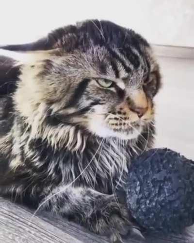 If you want the ball, come and get it 😾