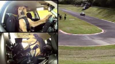 Doggie driving