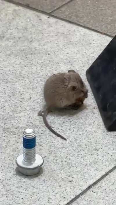 Mr jingles, the shop mouse 