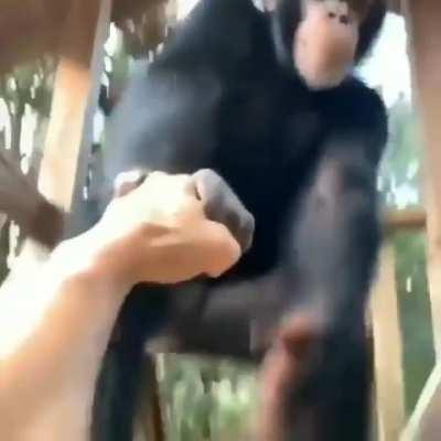 Respect monkey