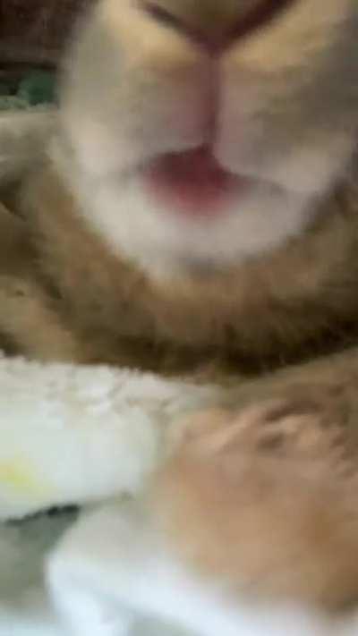 How often do you check to make sure the lil teefs arent over grown? How do you go about checking? He is so patient but it always feels so rude 😹