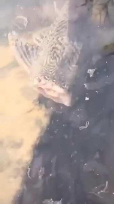 This fish without head