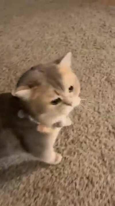 wordington thug-and-switch