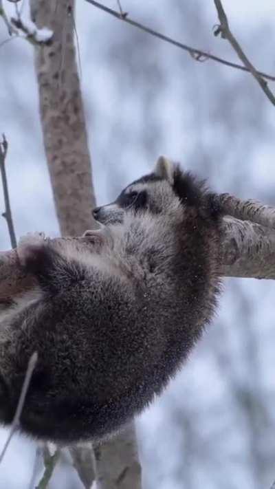 That tail tuck at the end is just so precious...