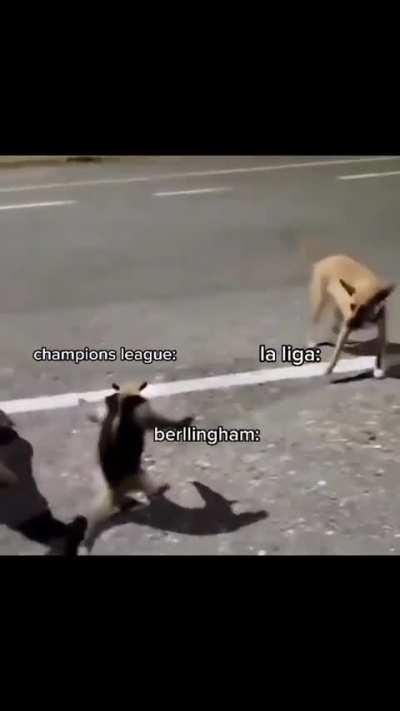 Bellingham is everywhere and everytime