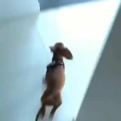 His favorite place is his bed.