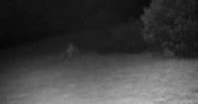 two rabbits fighting