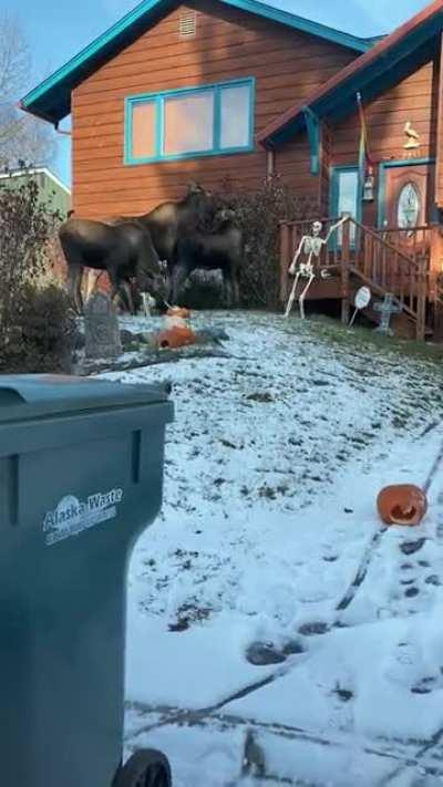 I came home just in time to see these guys destroying our pumpkins and jack-o-lanterns.