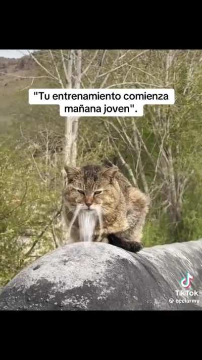 Most normal cat in Zhongguo