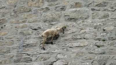 The incredible ibex defies gravity and climbs a dam