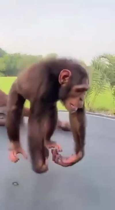 Apes having fun on a trampoline