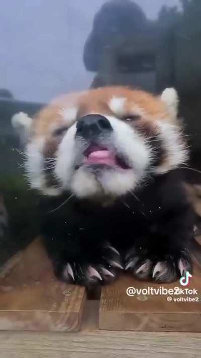I didn’t expect red pandas to be this adorable !