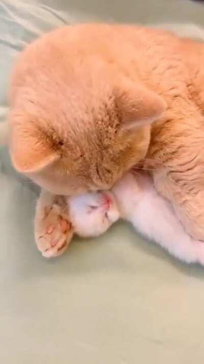 Baby kitten and momma