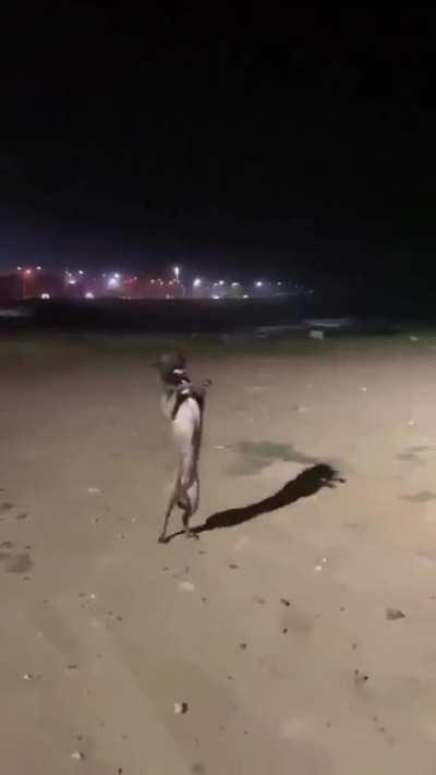 Indian born Australian cricket supporters trying to fit in:-