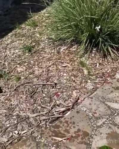 ░▒▓█►─═ 𝗕𝗼𝗼𝘆𝗮! ═─◄█▓▒░