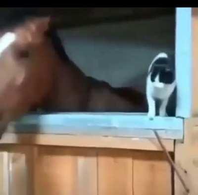 Saddest video of all time