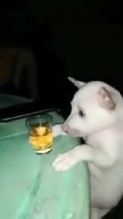 blursed_dog