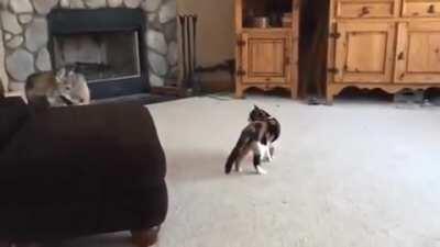 Unlikely BFFs (coyote and kitty).