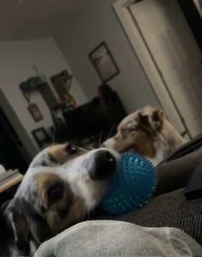 i’ll annoy you until you throw the ball, but no you can’t have it