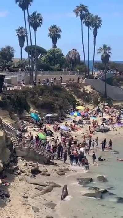 WCGW hanging out on a beach with sea lions