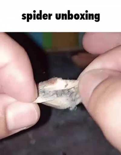 ⚠️IF YOU HAVE ARACHNOPHOBIA LOOK AWAY⚠️