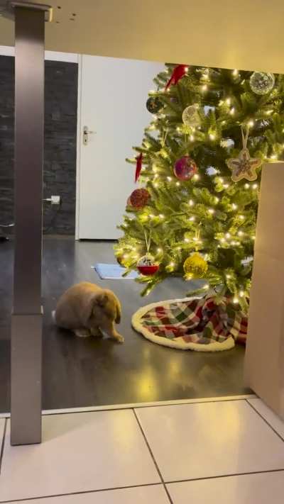 The Christmas tree is mine now 🌲