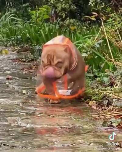 Cute angry looking dog