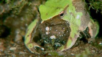 Thanks, I hate this frog vomiting up his babies